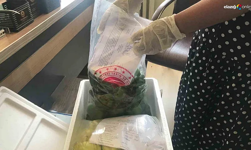 Elazığ Tarım İl Müdürlüğü Hasat Öncesi Pestisit Analizleriyle Sağlıklı Tarımı Destekliyor!