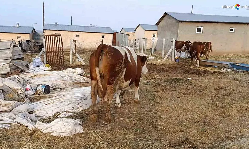 Palu, Kovancılar ve Karakoçan'da Şap Alarmı! Çiftçiler Zor Durumda!