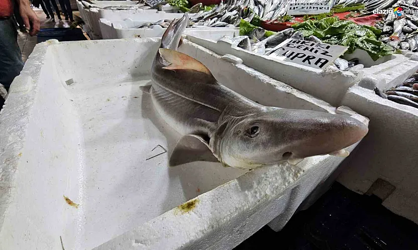 Derin Sulardan Elazığ'a! Kapalı Çarşı'da Köpek Balığı Sürprizi