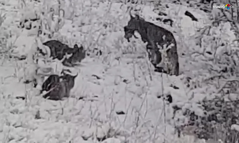 Anne vaşak ve yavruları ziyafet sofrasında görüntülendi