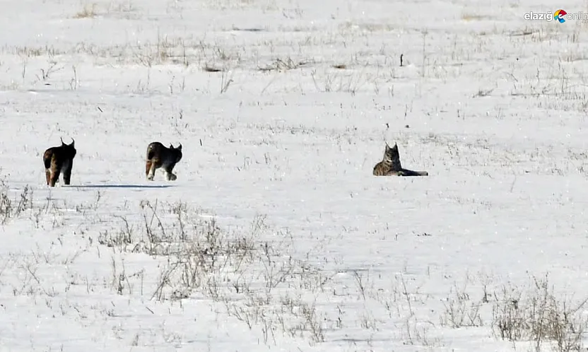 Kırmızı listede yer alıyorlardı! Karakoçan'da görüntülendi: İşte vaşakların kar keyfi