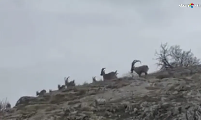 Doğanın sessiz misafirleri tarihi Harput'ta görüntülendi