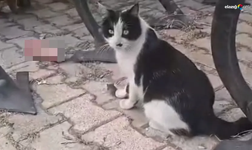 Elazığ'da 'Kedinin Fareyle Oynadığı Gibi' Deyimi Gerçek Oldu!