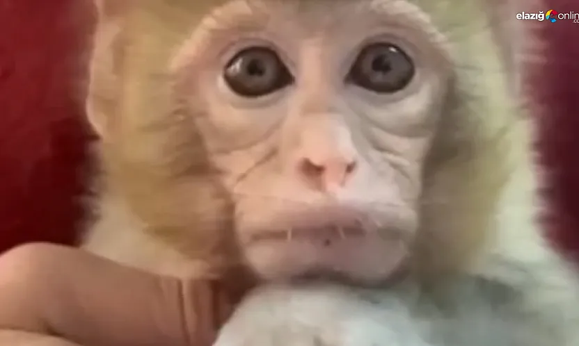 İhbar doğrulandı, yavru maymun güvenli alana taşındı