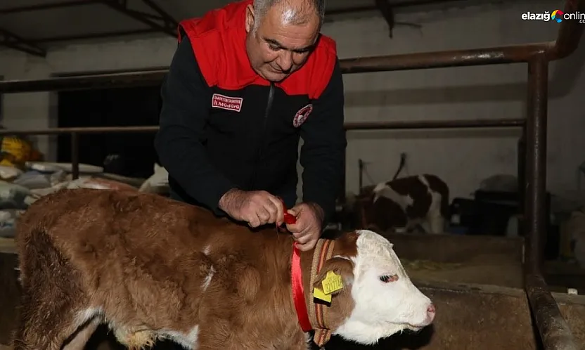 Elazığ'da yılın ilk buzağısına 'Bereket' adı verildi
