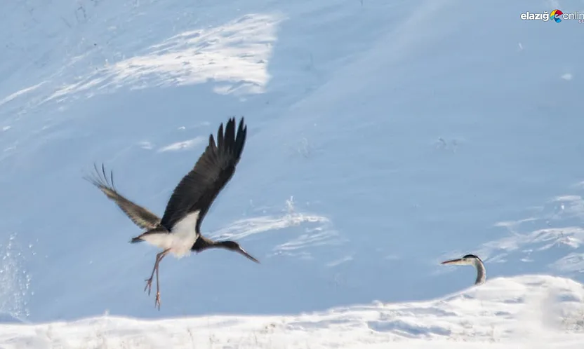 Karakoçan'da doğa sürprizi: Göç trenini kaçıran kara leylekler karda mahsur kaldı!