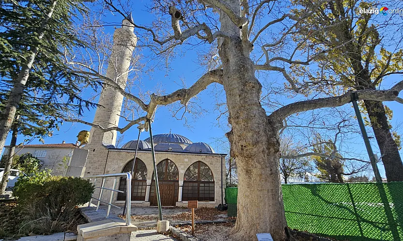 Harput'ta asırlara direnen çınar zamana meydan okuyor