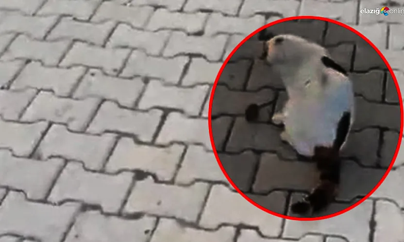 Kedi Fareyi Yakaladı, Sonra Oyun Oynadı! İşte Kameraya Yansıyan Kedi-Fare Oyunu