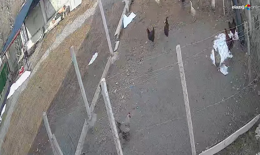 Tavuğu kapan tilki kameradan kaçamadı!