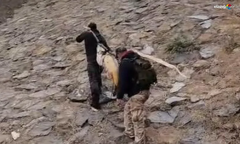 Dev turnayı taşımak için çam sırığı kullandılar