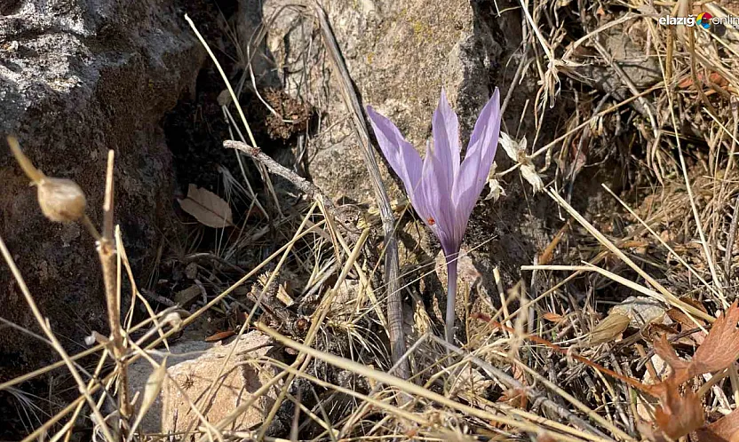 Elazığ Ölbe Vadisi'nde Sonbaharda Açan Nadir Çiğdemler Doğa Tutkunlarını Büyüledi