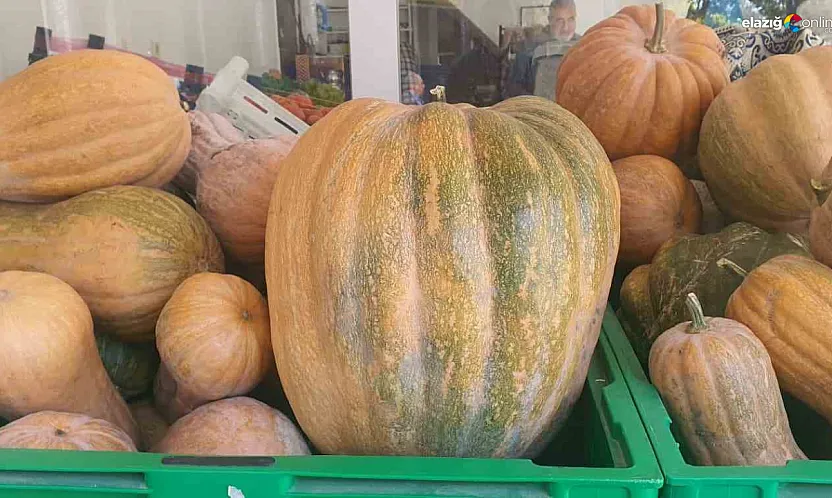 Elazığ Palu'da Ata Tohumuyla Yetişen Kabaklar Pazarın Gözdesi Oldu!