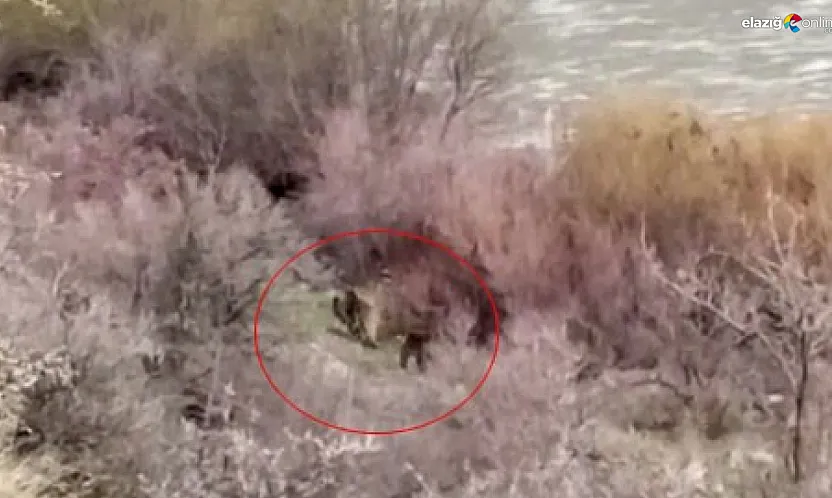 Palu'da Murat Nehri Kıyısında Şaşırtan Karşılaşma: Balıkçı, Anne Ayı ve Yavrusunu Gördü!