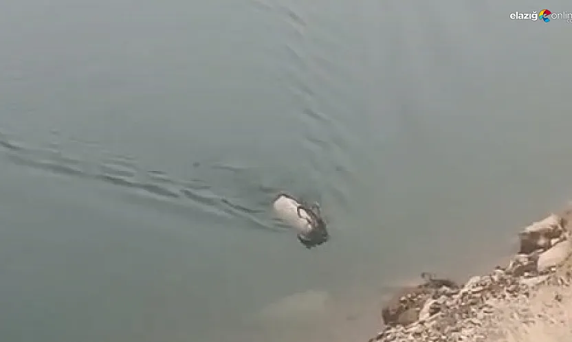Sarp kayalıkları bıraktı, serin sulara atladı! İşte dağ keçisinin ezber bozan görüntüsü