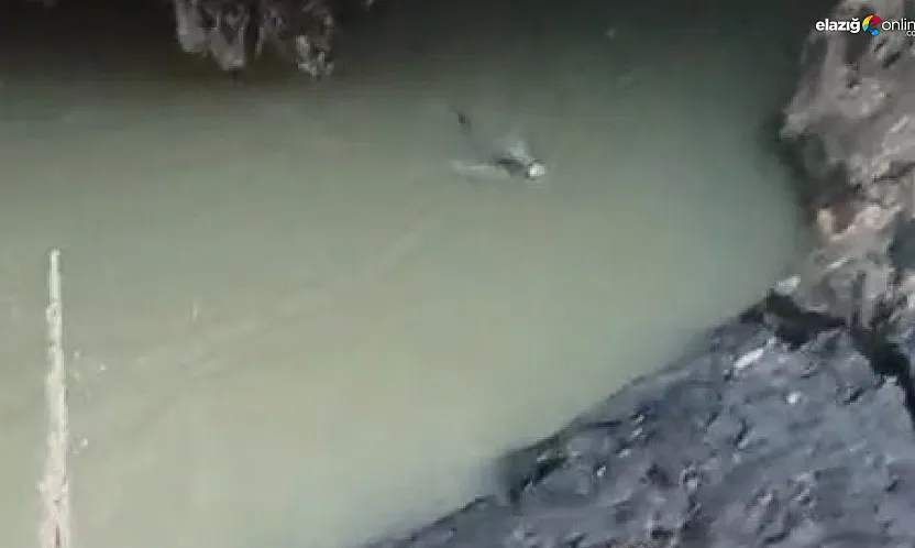 Su samuru Karakoçan'da görüntülendi: Avlanma anları saniye saniye kaydedildi