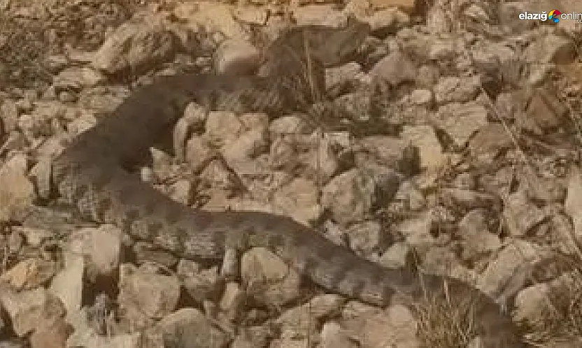 Elazığ'da Görüntülendi! Engerek Yılanının Boyutu Herkesi Şaşırttı