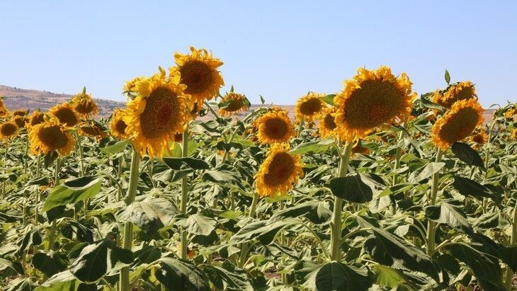 Haber Detay Görseli