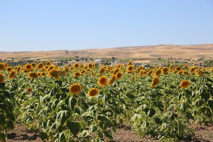 Haber Detay Görseli