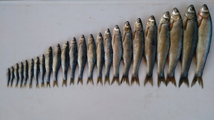 Haber Detay Görseli