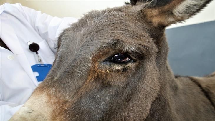 Haber Detay Görseli