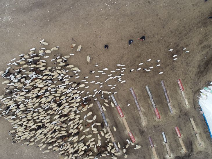 Yağışlar ve artan kuzu doğumları besicilere umut oldu