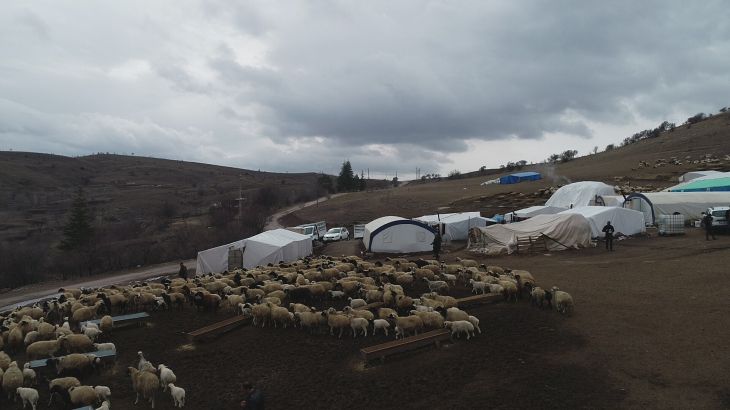 Yağışlar ve artan kuzu doğumları besicilere umut oldu