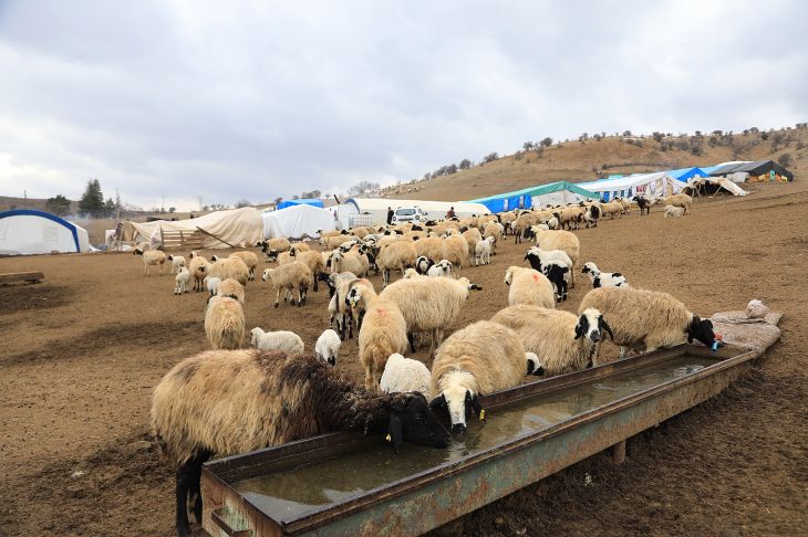 Yağışlar ve artan kuzu doğumları besicilere umut oldu