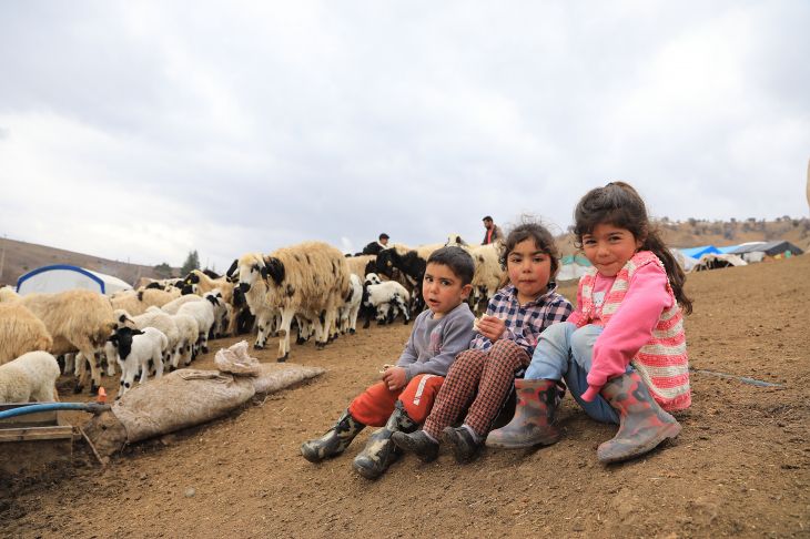 Yağışlar ve artan kuzu doğumları besicilere umut oldu