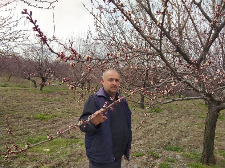 Malatya'nın Kale ilçesinde kayısı ağaçları çiçek açtı