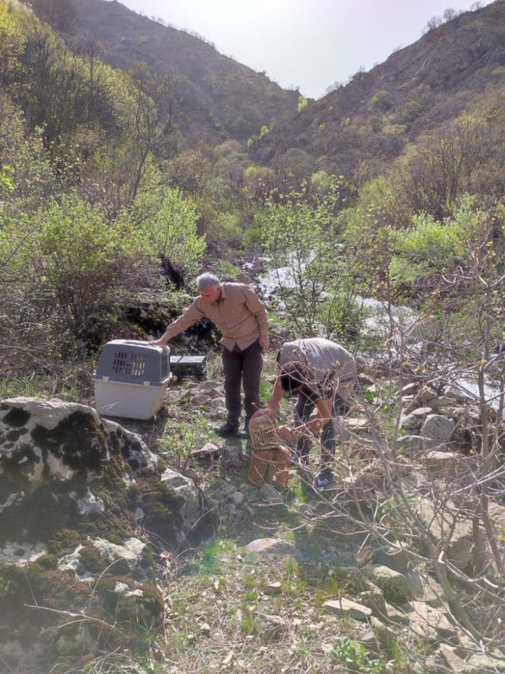 Ele geçirilen 25 kınalı keklik doğaya salındı