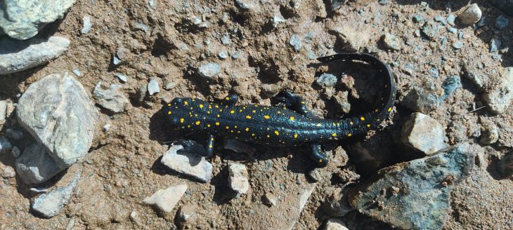 Alacakaya'da 'sarı benekli semender' görüntülendi