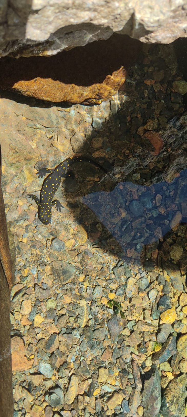 Alacakaya'da 'sarı benekli semender' görüntülendi