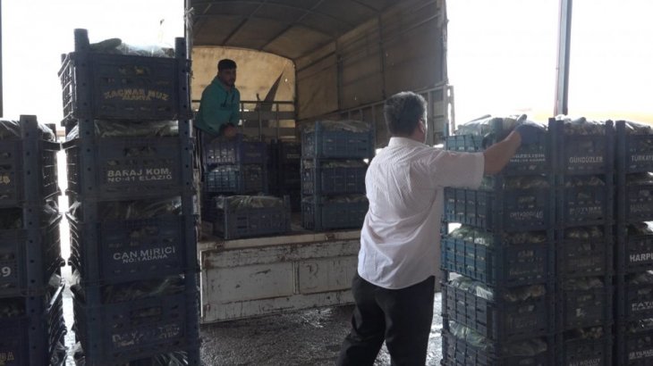 Elazığ'daki sebze üreticileri mağdur