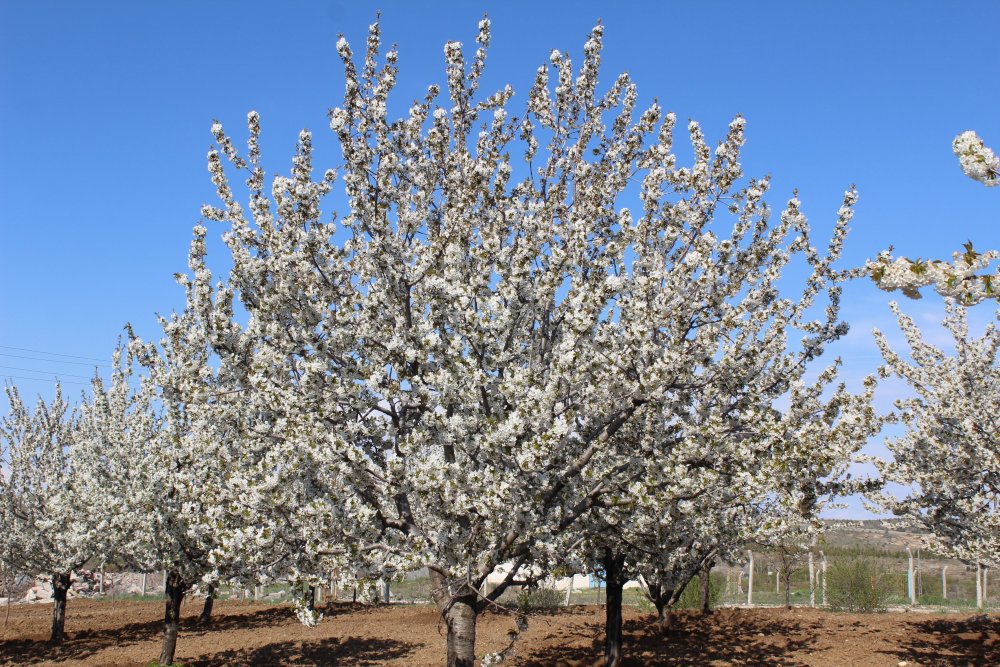 Haber Detay Görseli