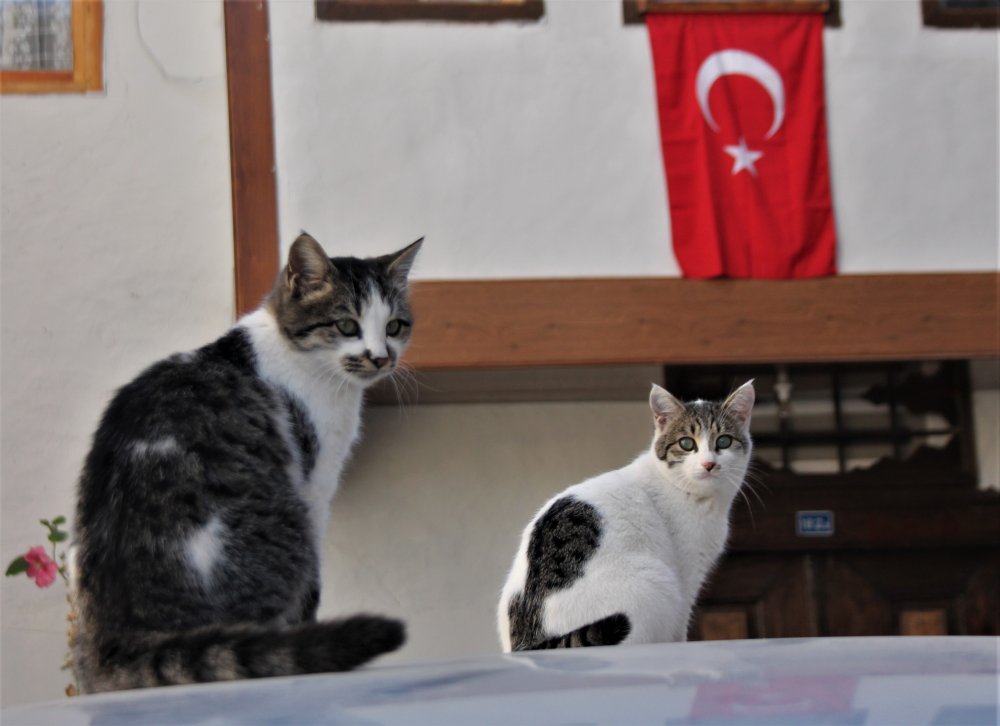 Haber Detay Görseli