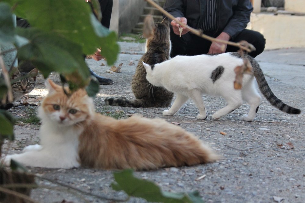 Haber Detay Görseli