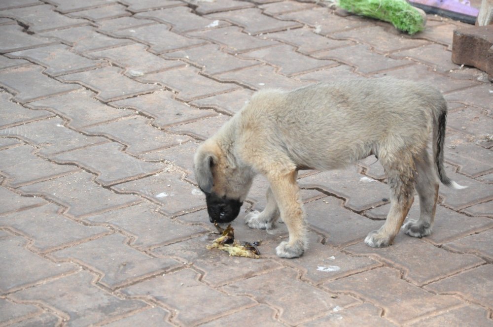 Haber Detay Görseli