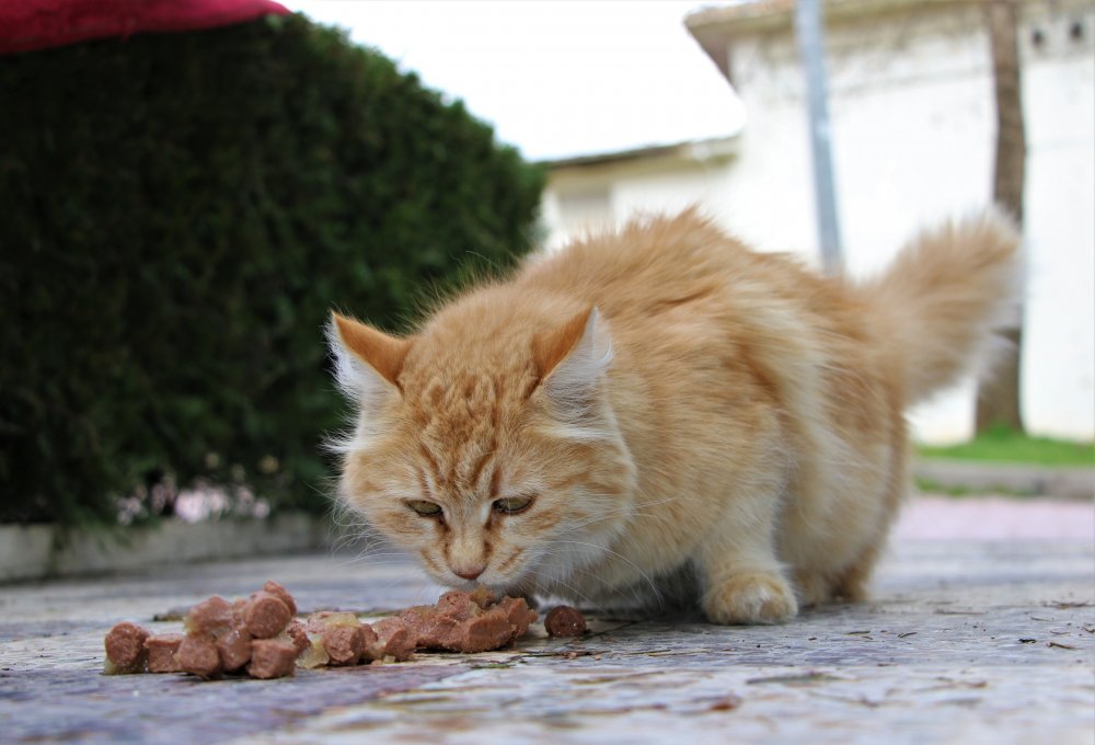 Haber Detay Görseli